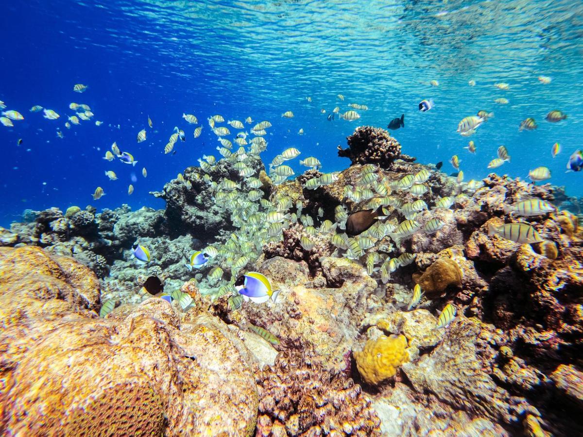 Гостевой дом Nemo