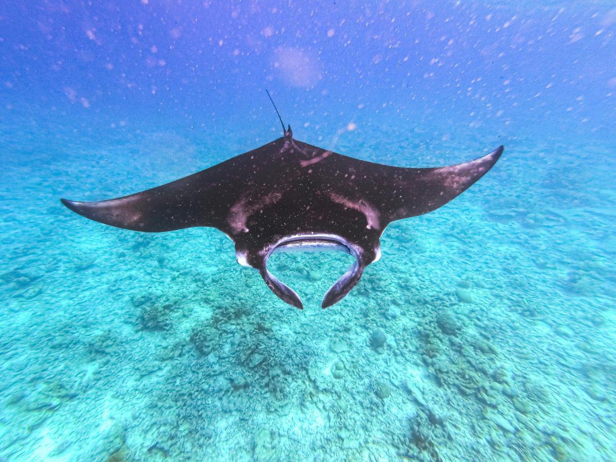 Гостевой дом Nemo Omadhoo