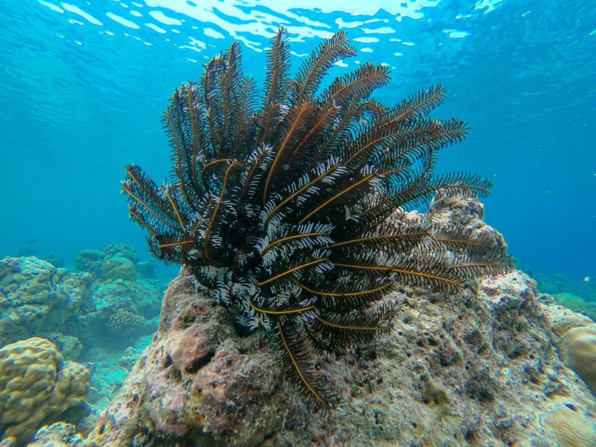Nemo 3* Omadhoo